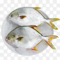 两条冰冻的鲳鱼