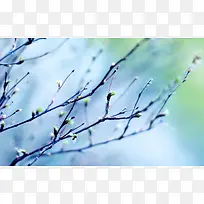 青蓝色模糊背景树枝