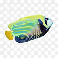 蓝绿热带鱼