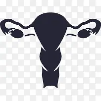 女生殖系统