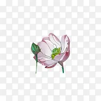 荷花花瓣花苞莲叶莲花中国风素材