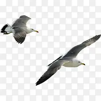 创意合成摄影在空中飞翔海鸥