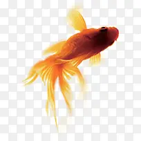 红色金鱼动物中秋节