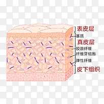 学习专用知识皮肤构成