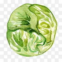 水彩绿色卷心菜
