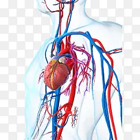 人体心脏血管图片