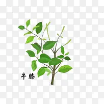 中药材牛膝