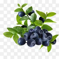 蓝莓水果生长成熟