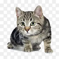 偷看的猫咪