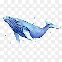 手绘一只蓝色水彩座头鲸热带生物