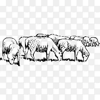 草原羊 羊群