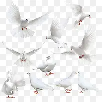 创意白色布拉格广场上的鸽子