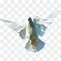 布拉格广场上的白色鸽子