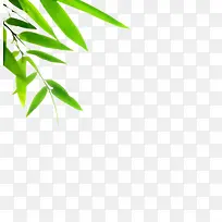 绿色清新竹叶风光端午装饰专题