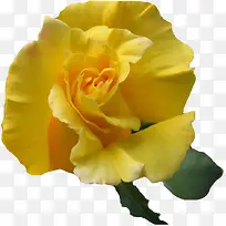 鲜艳的黄玫瑰