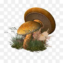 插画蘑菇