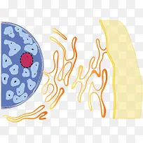 核膜内质细胞膜之间的关系