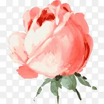 手绘水彩玫瑰花苞