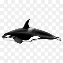 黑白的鲸鱼