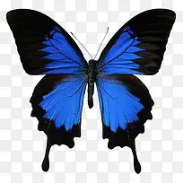 蓝黑色的蝴蝶