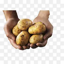 捧在手心的土豆