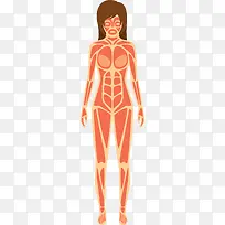 女人人体器官图