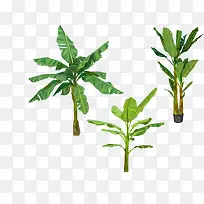 亚马逊植物