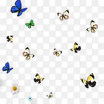 漂浮蝴蝶