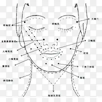 人体面部脖子穴位图