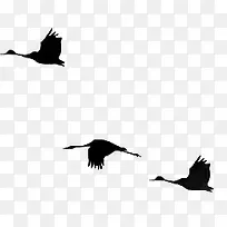 黑色大雁在天空中飞翔