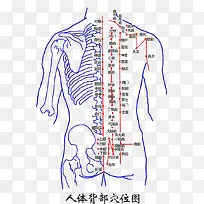 人体背部穴位大全