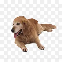 趴着的狗