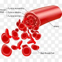 红色血细胞