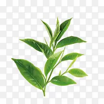 多少草绿色叶子修饰植物