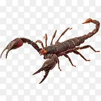 毒蝎子小动物PNG素材