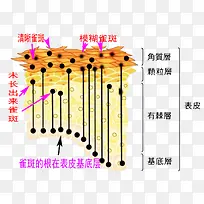 皮肤组织构成图片