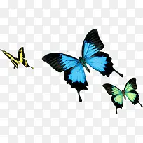 三只飞舞彩色蝴蝶
