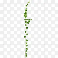 绿色植物