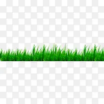 绿色成长小草草坪