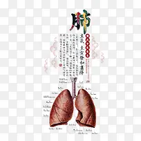 中医养生肺
