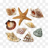 贝壳与海星