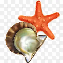 贝壳与海星素材