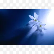 蓝色神秘背景白色小花