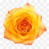 橙黄色有观赏性玫瑰一朵大花实物