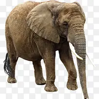 实物非洲大象