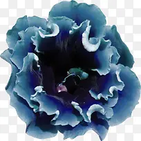 深蓝色大花