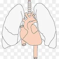 肝脏器官图案