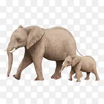 大象母子