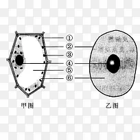 生物细胞图例