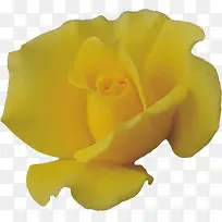 新鲜的黄玫瑰